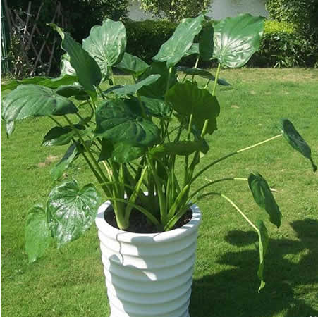 大型滴水觀音（滴水蓮、天芋）