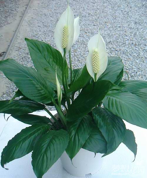 白掌（苞葉芋、和平芋）