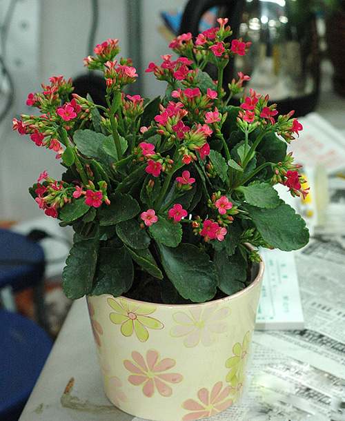 長壽花（壽星花、假川蓮、圣誕伽）