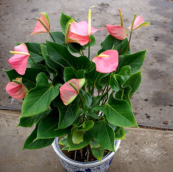 粉掌（花燭、安祖花）