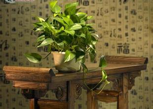 適合家庭栽培的觀葉植物有哪些種？