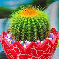 重慶植物租賃-哪些植物有益健康？