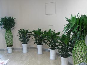 辦公室新裝修擺放什么植物比較好？