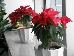 重慶植物出租-哪些植物有毒？