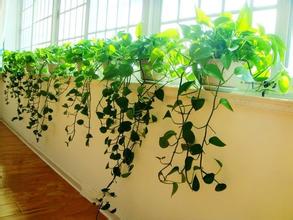 重慶植物出租-什么植物吸甲醛最好？
