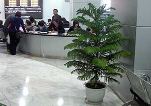 重慶某稅務局室內(nèi)公共區(qū)域綠化案列