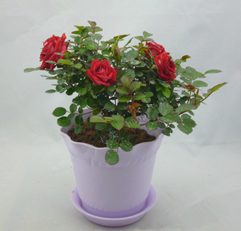 室內(nèi)忌養(yǎng)的花卉有哪些？你懂嗎？