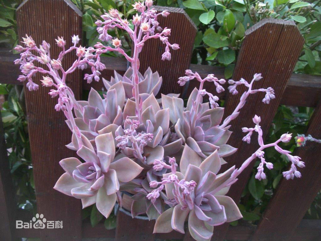 多肉植物初戀，你真的會(huì)養(yǎng)嗎？