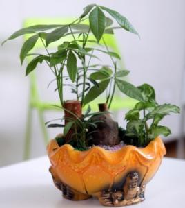好險！重慶植物差點毀于一旦