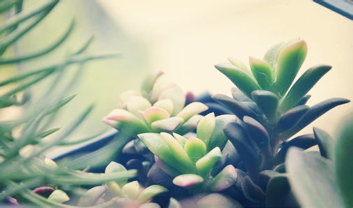 植物醫(yī)生，植物所需元素作用大全