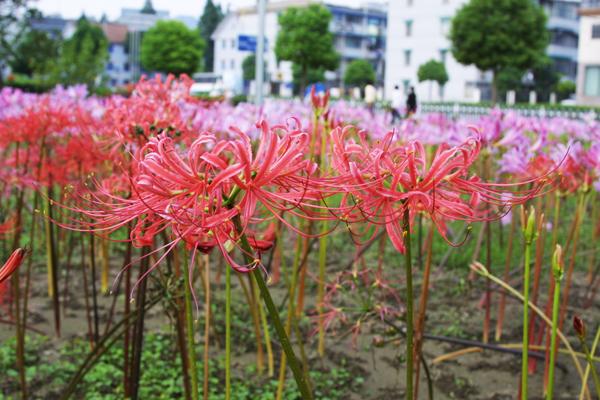重慶植物租賃教你冬季如何養(yǎng)護(hù)地被植物