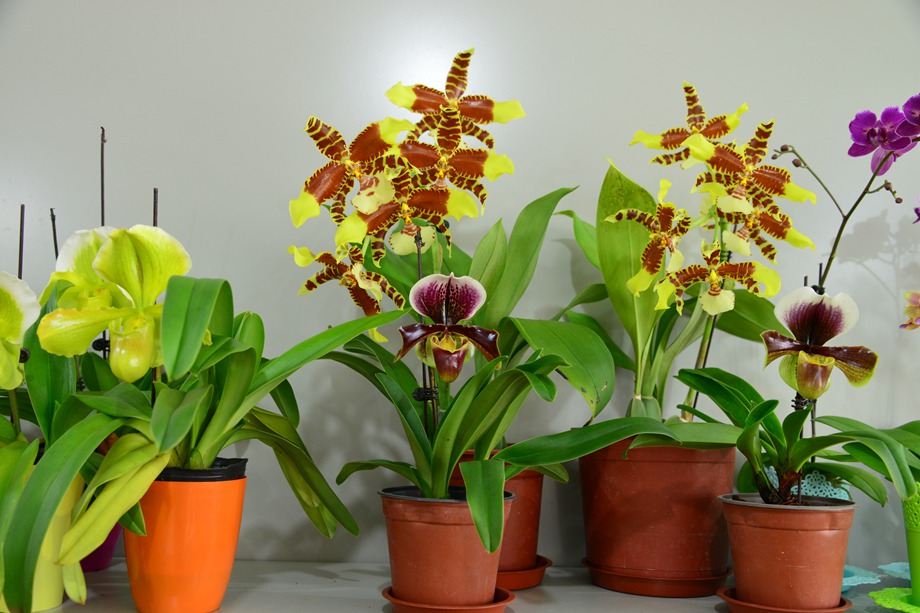 花卉植物冬季養(yǎng)護經(jīng)驗，老司機開車了