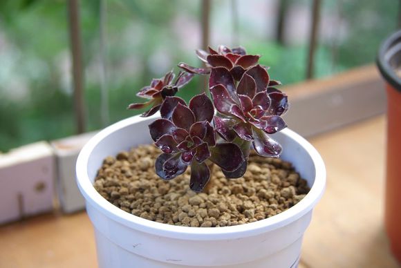 讓植物贏在起跑線上，多肉幼苗養(yǎng)護經(jīng)驗