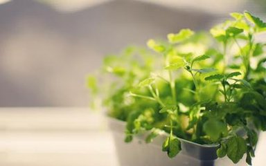 為什么別人養(yǎng)的植物那么綠？