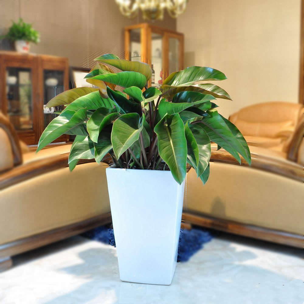 新房入住不妨擺些植物，說(shuō)不定會(huì)有意想不到的收獲