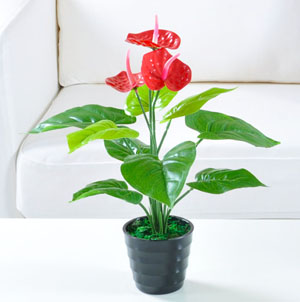 重慶市綠植租擺之會(huì)議場所