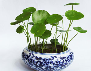 這幾種花，沒養(yǎng)過植物的人都能養(yǎng)活！