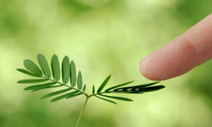 植物名字的來歷，你知道么~