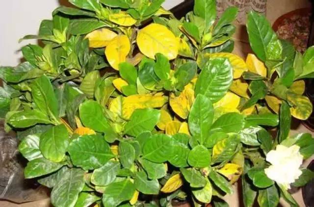藍(lán)怡園林--常見植物葉子發(fā)黃原因解析
