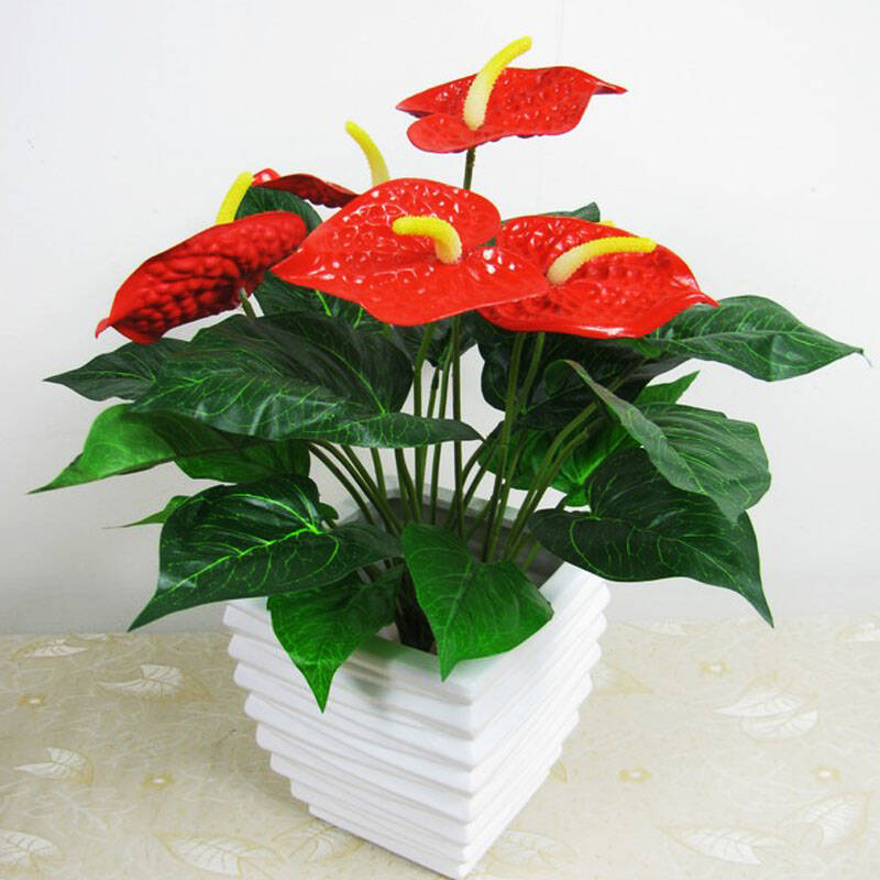 室內(nèi)植物養(yǎng)護(hù)常見的幾個(gè)誤區(qū)