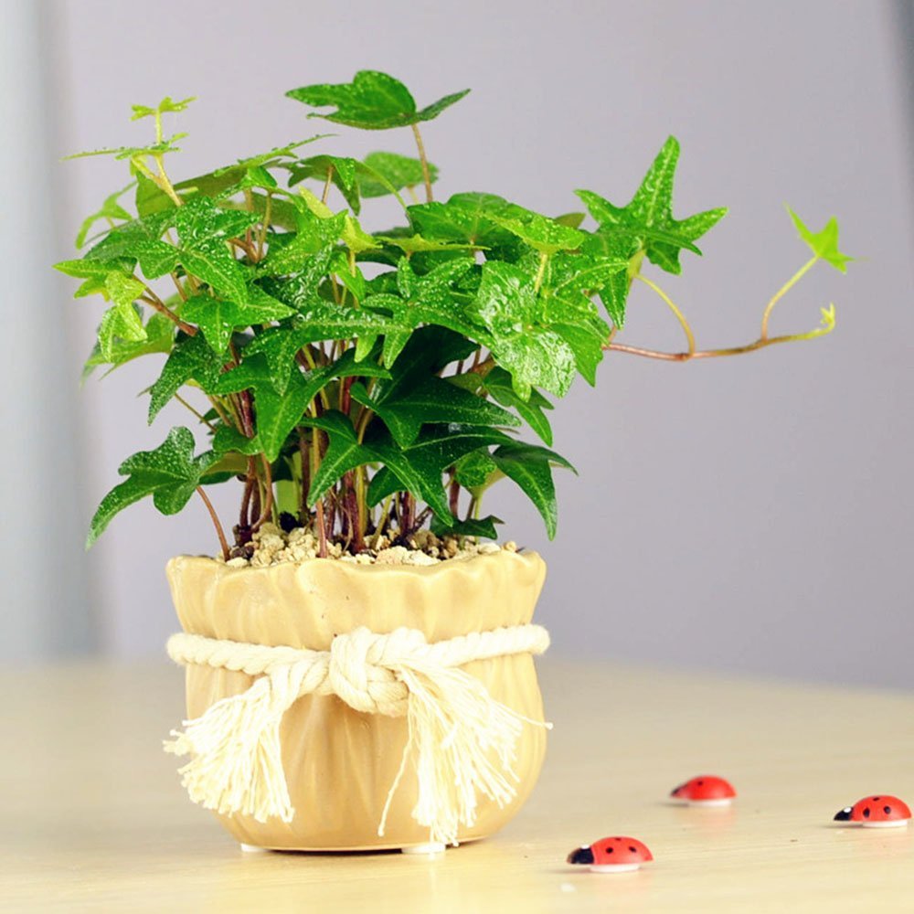 冬季，室內(nèi)綠植如何培養(yǎng)？