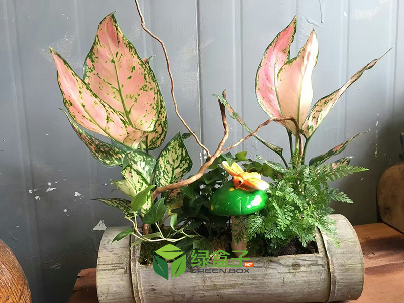 你可能不知道，幾種不宜進(jìn)屋的花草