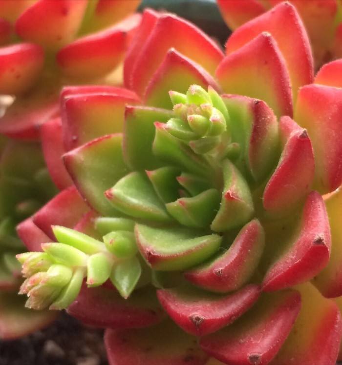 重慶植物租賃多肉植物葉片變軟如何解決？