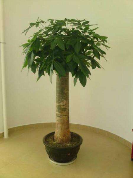 植物租賃發(fā)財樹的養(yǎng)護(hù)技巧