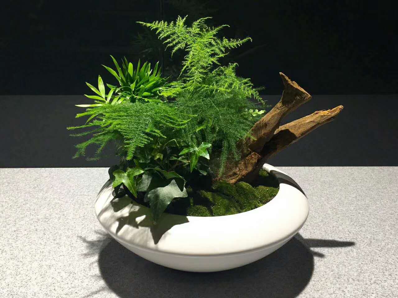 為什么要選擇租賃植物而不選擇直接購買？