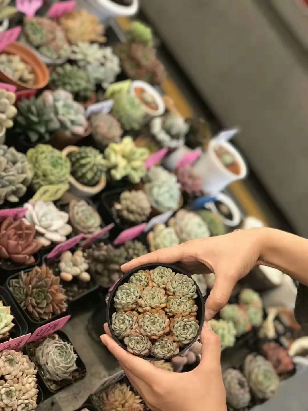 花卉租擺哪家好？