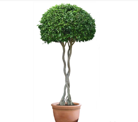 冬季怎么養(yǎng)護(hù)花卉？