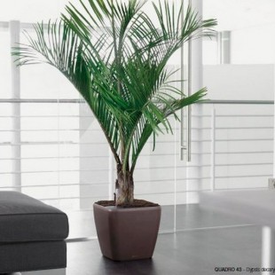 植物租賃公司能提供哪些服務(wù)？