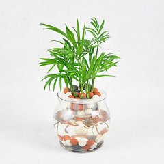 辦公室植物租擺選擇有講究，植物的正確擺放你知道嗎