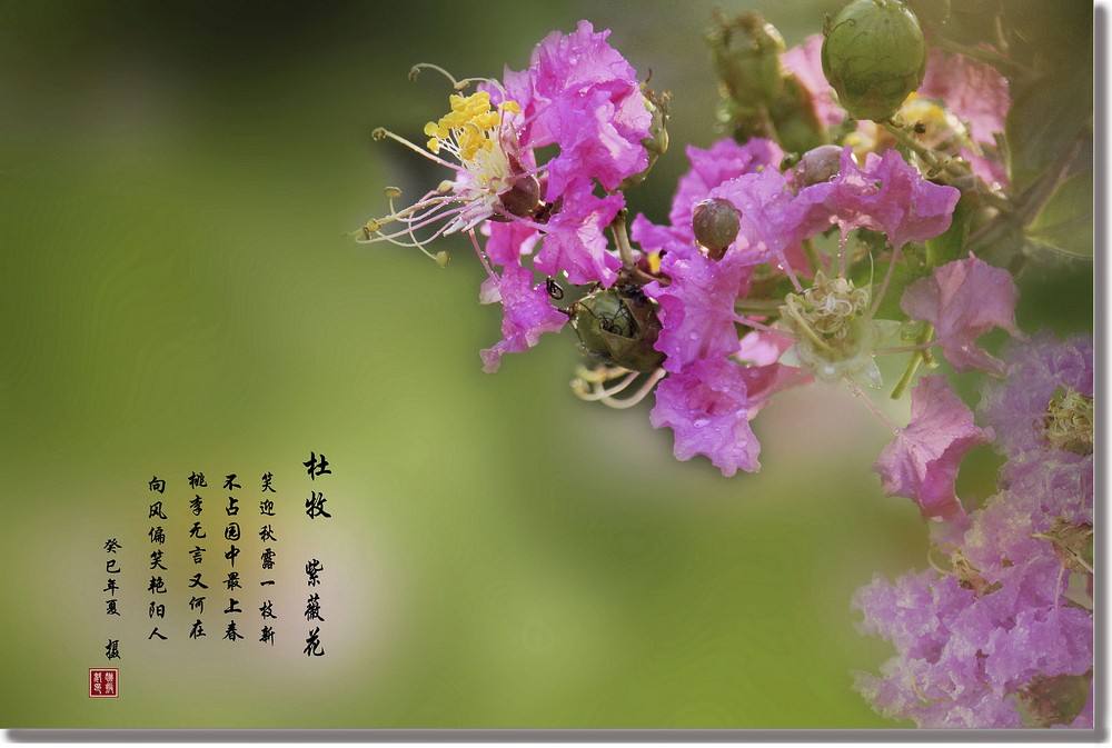 識(shí)花丨秋風(fēng)漸起，紫薇未央