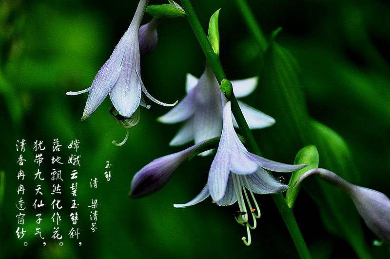 這幾種好養(yǎng)有耐陰的植物，朋友看了都想搬回家~