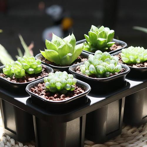 這些常見花卉容易枯萎的原因是什么？有什么處理辦法？