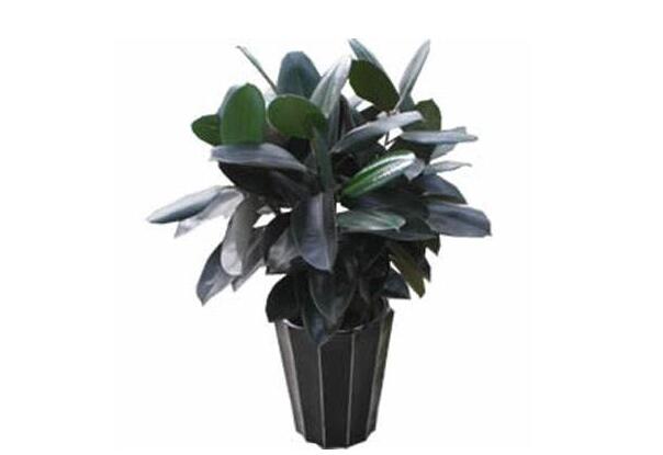 植物花卉租賃合同怎么寫(xiě)？