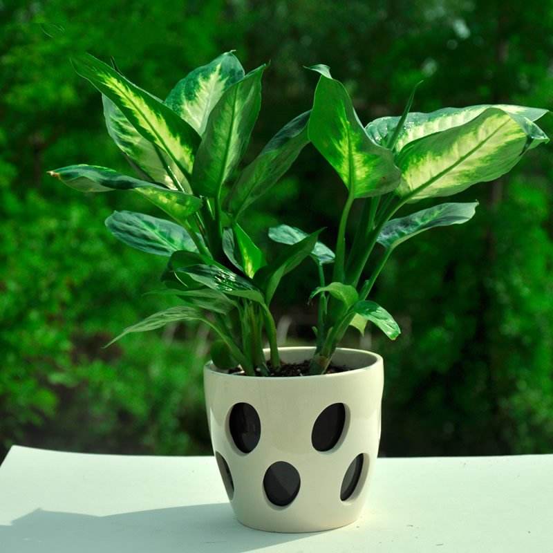 20種室內(nèi)植物養(yǎng)護(hù)秘籍大放送！
