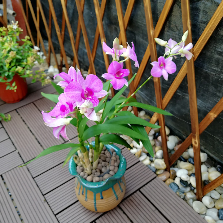 各類極品蘭花，美呆了！