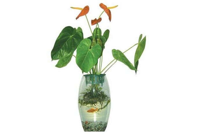 花市哪些植物更受歡迎？