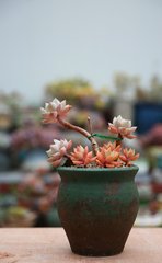 重慶花卉常見病如何防治？