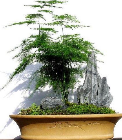 適合家庭栽種的植物要具備那些特性？