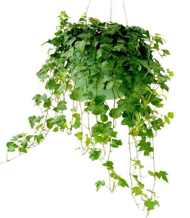 重慶植物租擺之陽臺花卉租賃擺放技巧