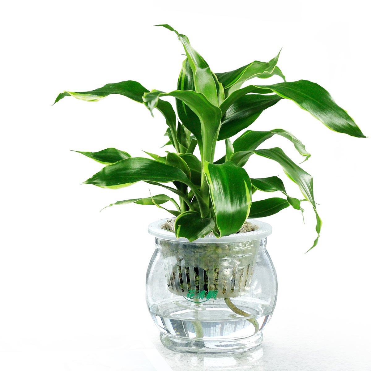 水培植物的養(yǎng)護(hù)方法有哪些？
