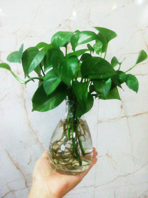 植物租擺：盆栽綠蘿養(yǎng)護方法