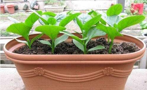 重慶植物租賃公司為您講解陽臺(tái)盆栽養(yǎng)護(hù)需要注意什么？