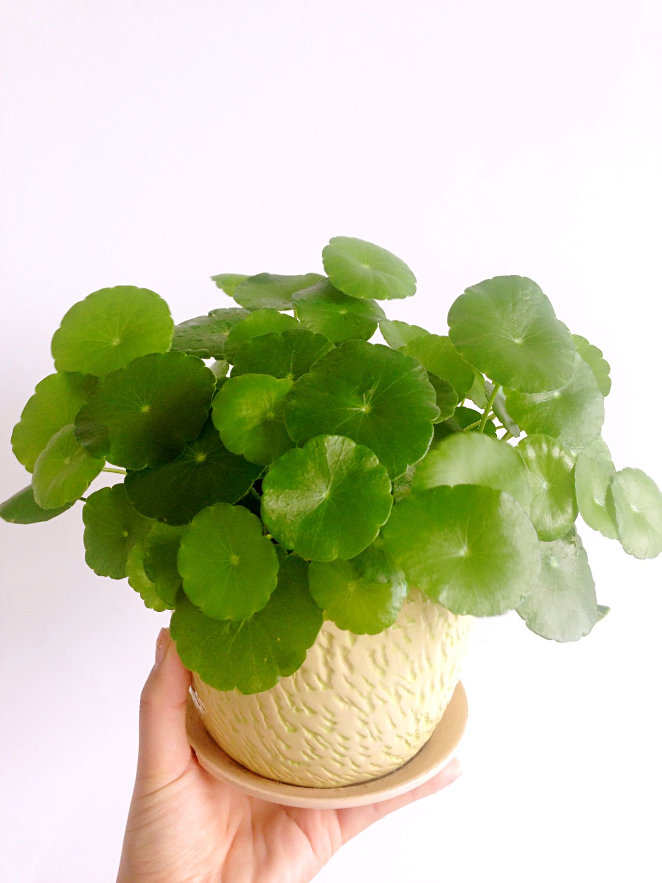 植物租賃將會(huì)對(duì)現(xiàn)代人產(chǎn)生哪些影響？