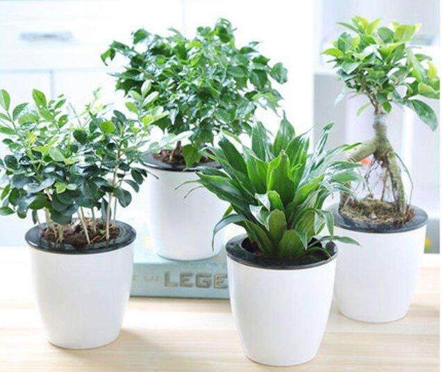 辦公室常用的綠化植物有哪些？