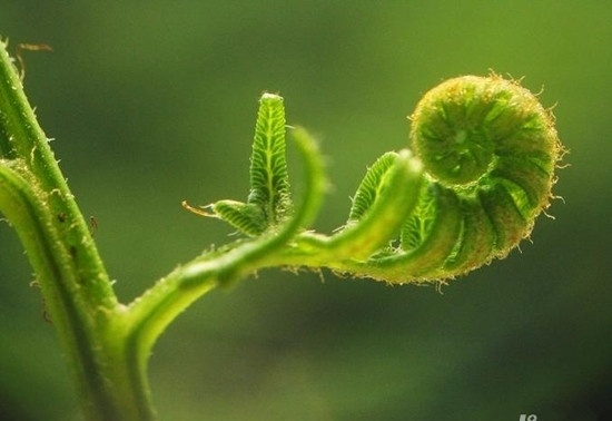 沒(méi)陽(yáng)光也能輕松養(yǎng)好的蕨類植物