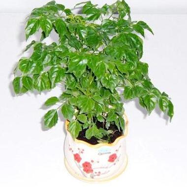 為什么客戶愿意選擇藍怡園林租賃植物？
